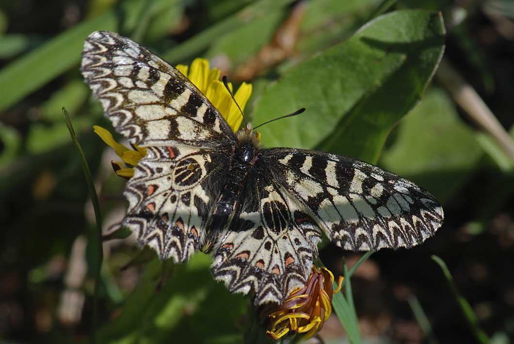 ancora su Zerynthia polyena e Zerynthia cassandra